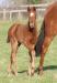 Spring foaling season has started in earnest at Rathasker Image